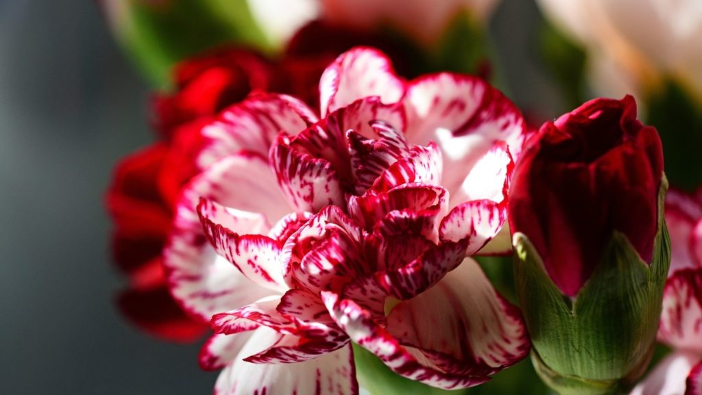 carnation flower