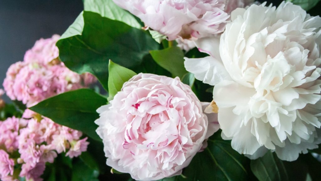 Peony flowers