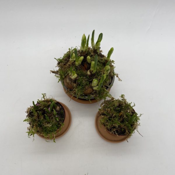 Spring Bulb Mix - Image 4