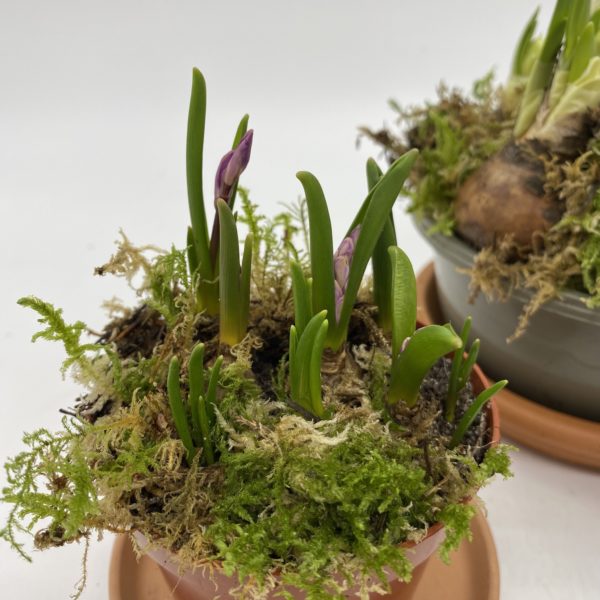 Spring Bulb Mix - Image 3