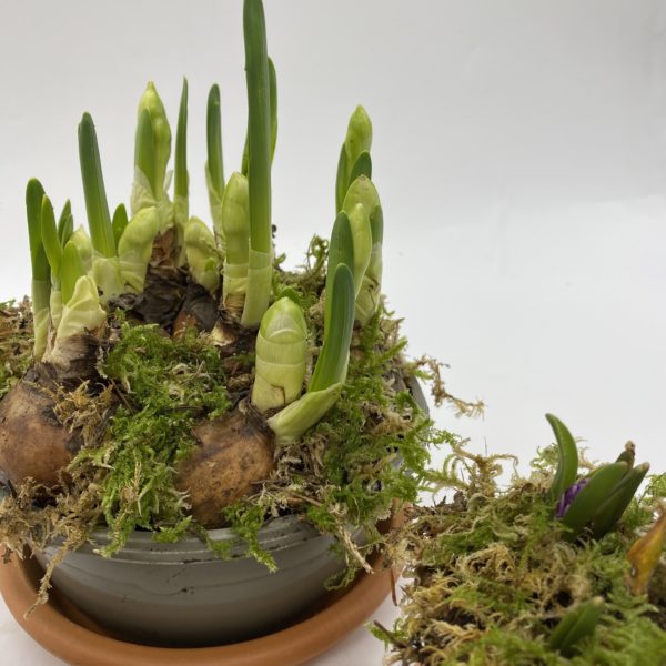 Spring Bulb Mix - Image 2