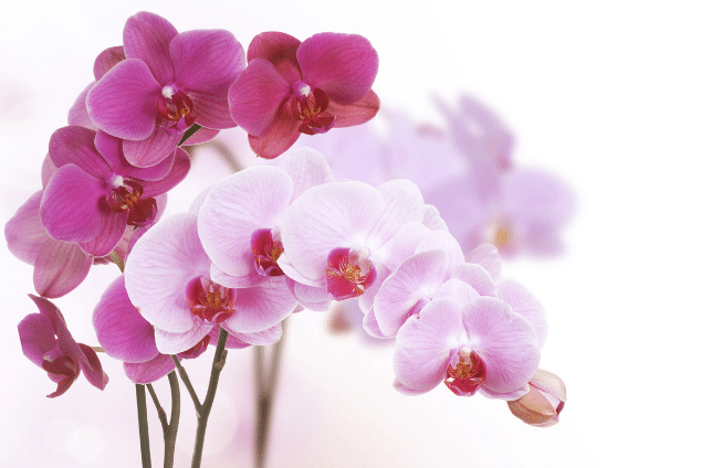 Orchids