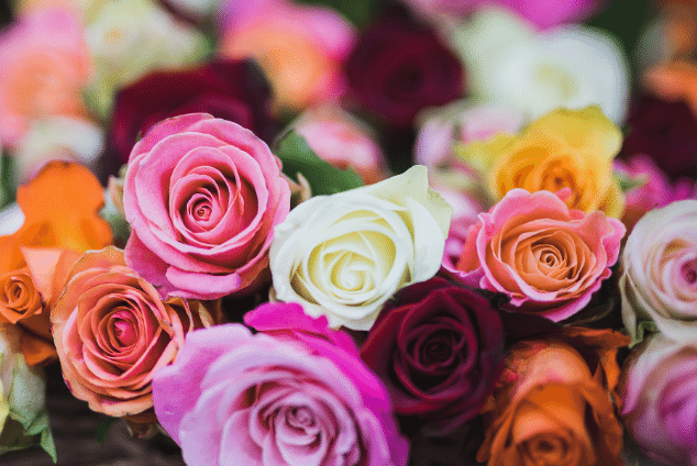 selection of different colour roses