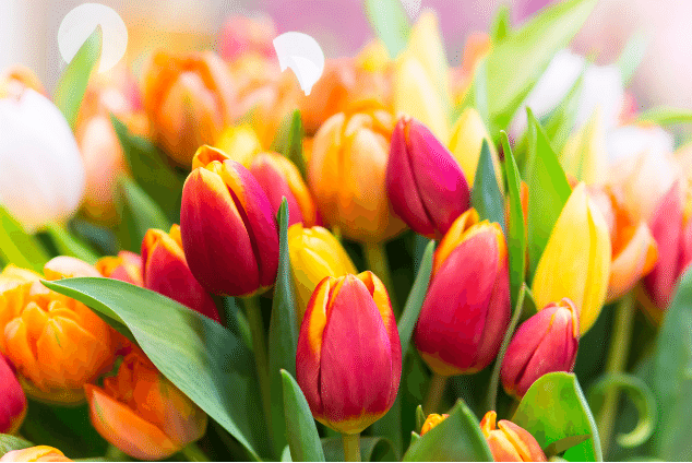 Pink and yellow tulips