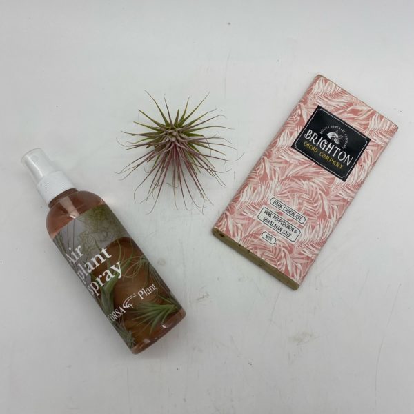 Air Plant Gift Pack