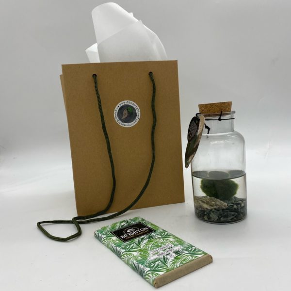 Glass Terrarium with Algae Ball (Marimo)