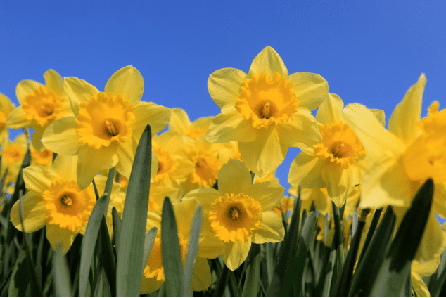 Yellow daffodils