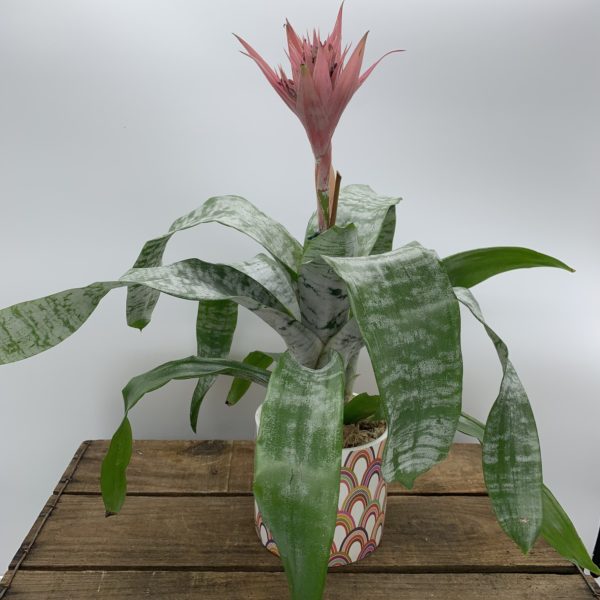 Urn Plant