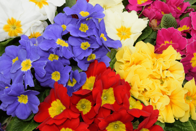 Multi coloured primroses