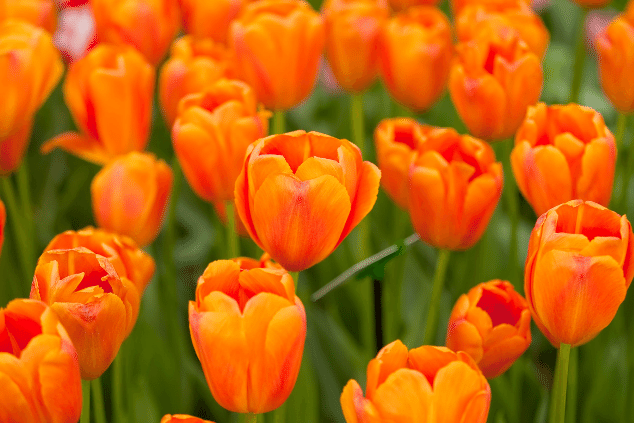Orange tulips