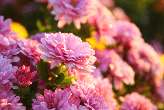 Pink chrysanthemums