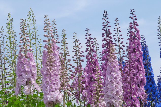 Purple delphiniums