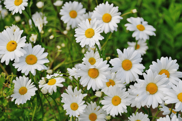 gerbera daisies