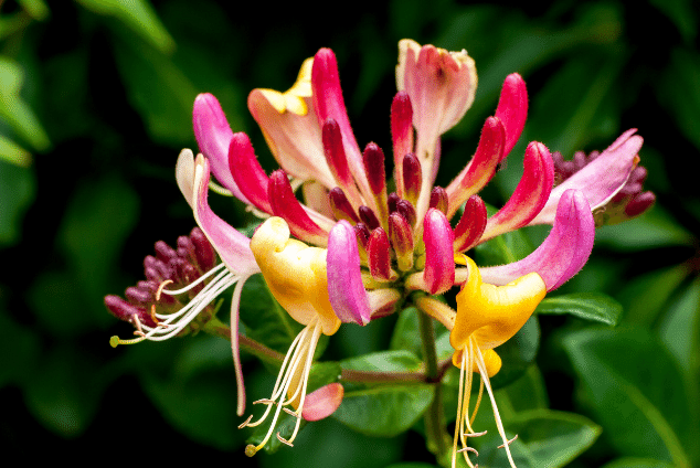 Pink honeysuckle