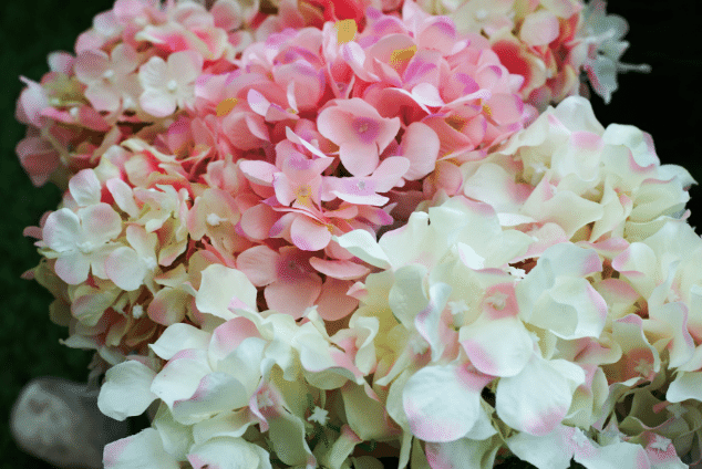 Pink hydrangeas