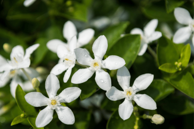 jasmine flowers