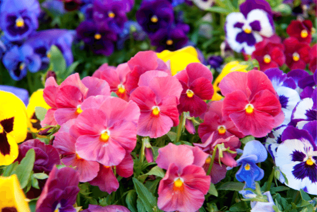 Multi coloured pansies