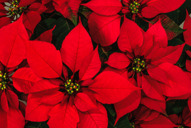 poinsettias