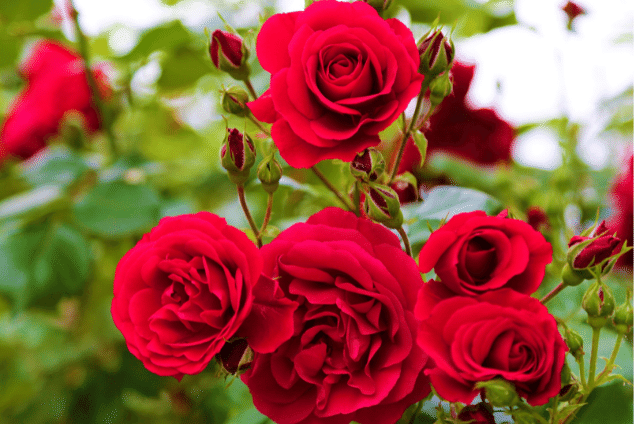 red roses