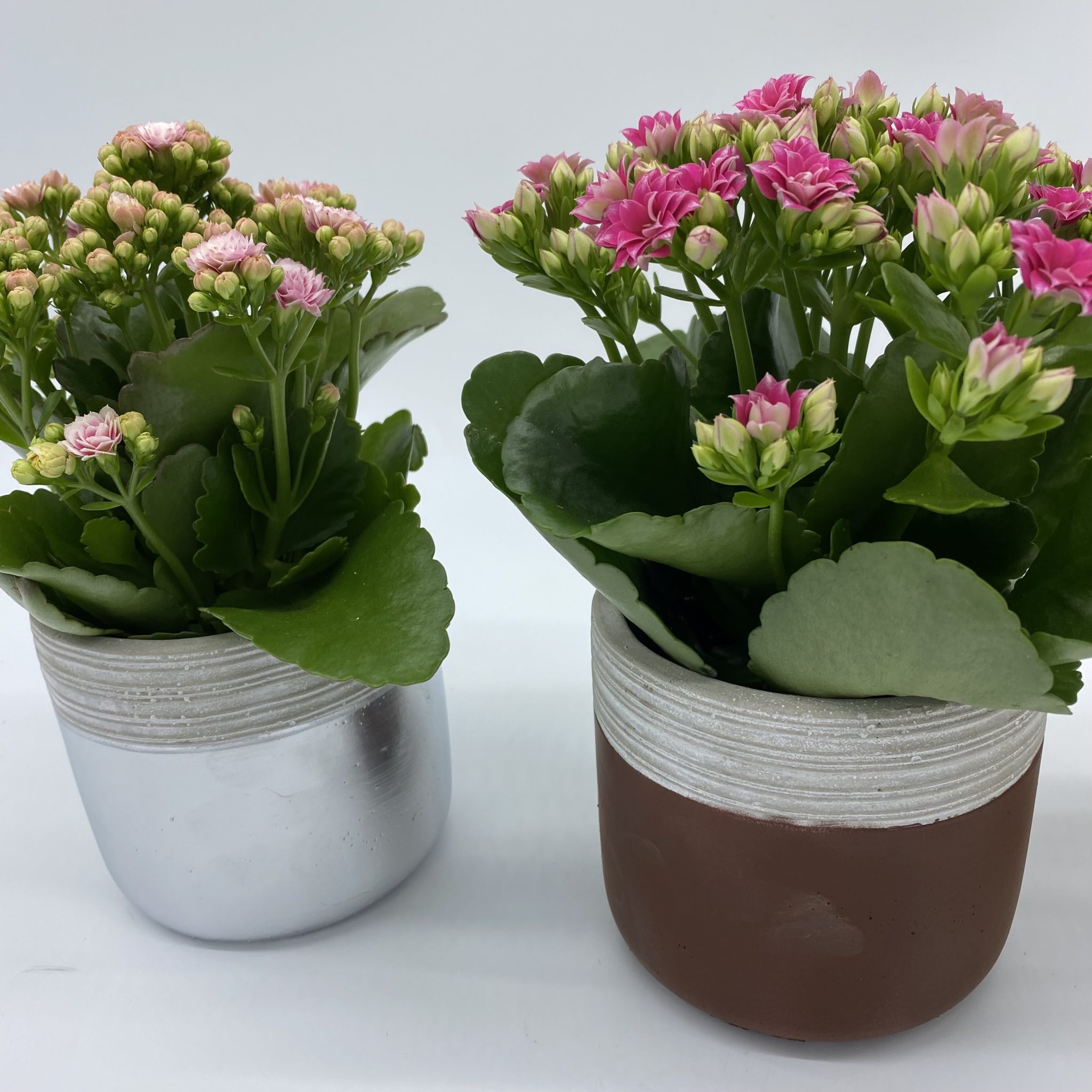 Our Selected Flower Suppliers The Brighton Flower Company