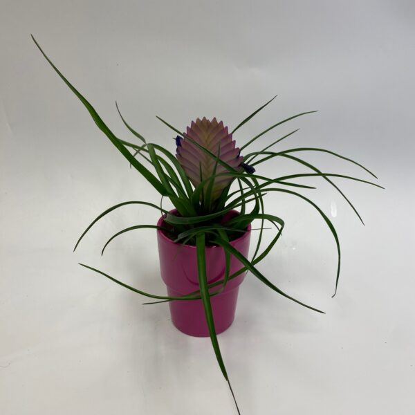 Pink Quill Bromeliad plant