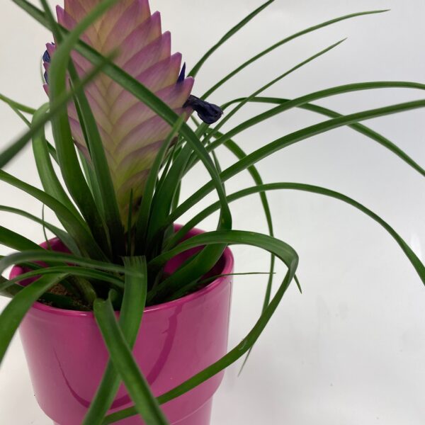 Pink Quill Bromeliad plant - Image 2