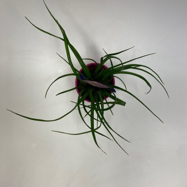 Pink Quill Bromeliad plant - Image 4
