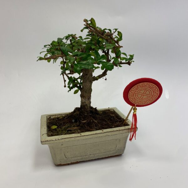 Bonsai Ficus Ginseng