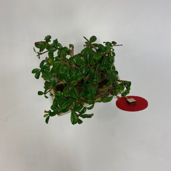 Bonsai Ficus Ginseng - Image 3