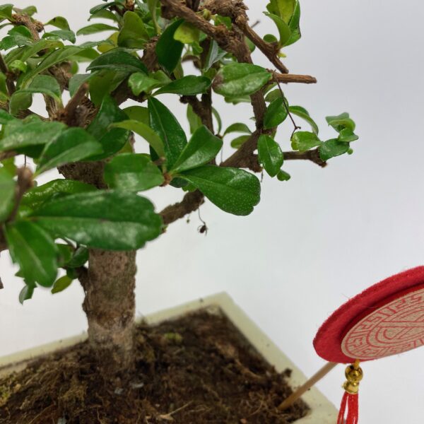 Bonsai Ficus Ginseng - Image 4