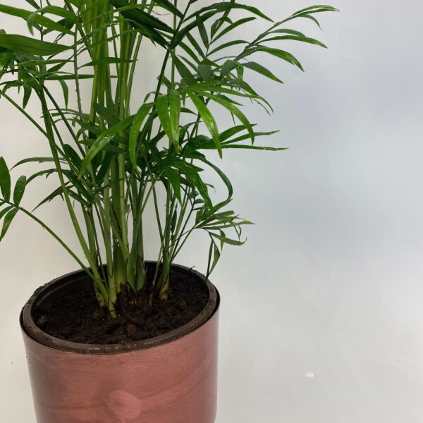 Palm in Rose Gold Pot - Image 3