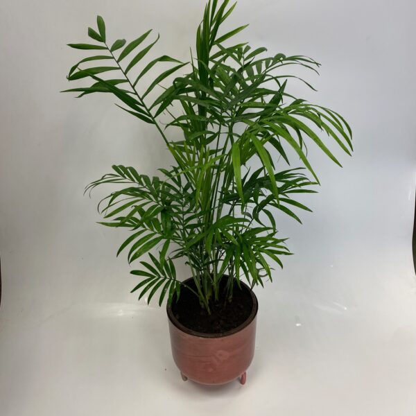 Palm in Rose Gold Pot