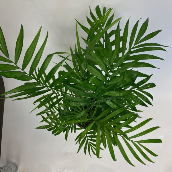 Palm in Rose Gold Pot - Image 5