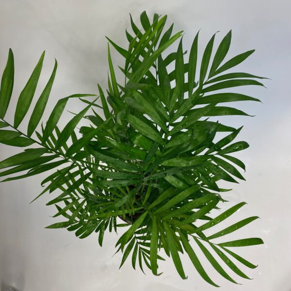 Palm in Rose Gold Pot - Image 6