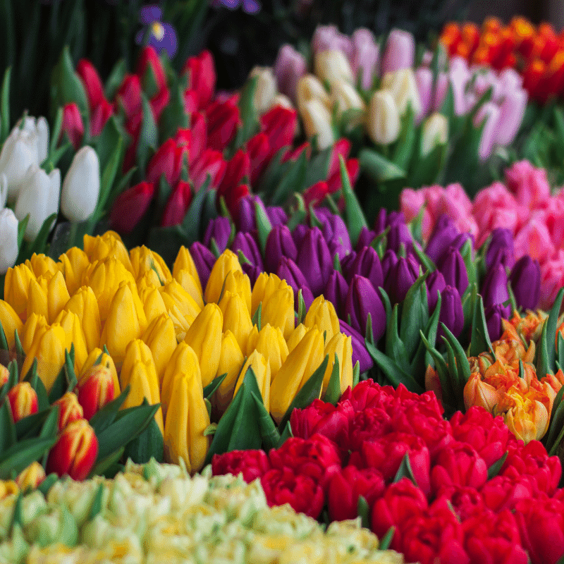 range of tulips in different colours