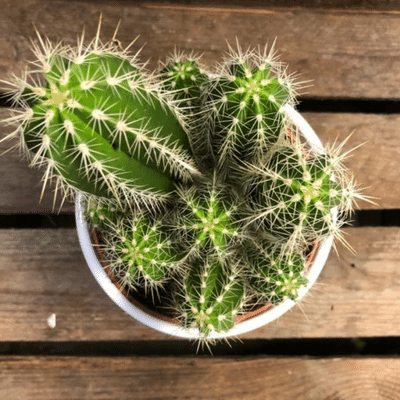 Spiky green cactus in a top down view