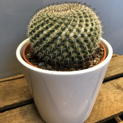 Round spiky cactus
