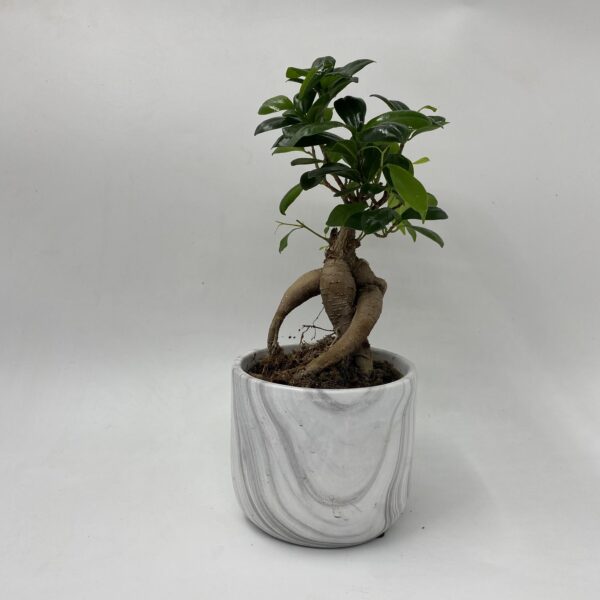 Bonsai Ceramic Planter