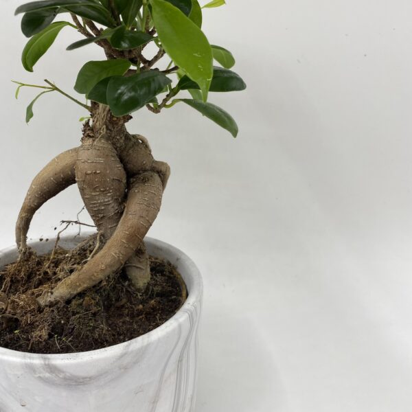 Bonsai Ceramic Planter - Image 2