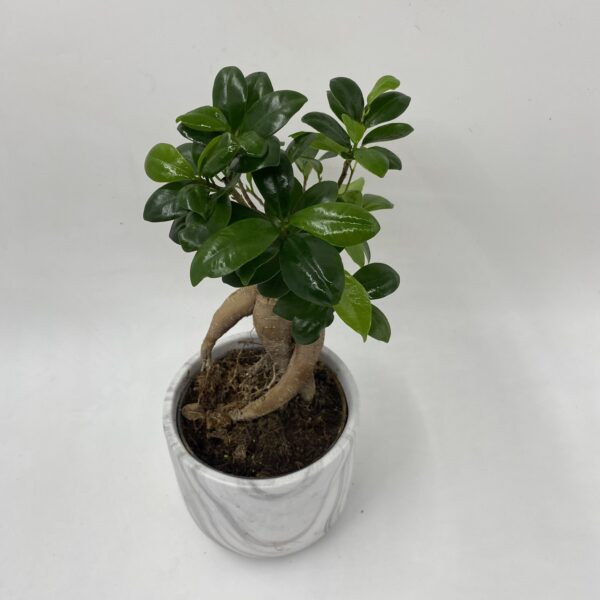 Bonsai Ceramic Planter - Image 3