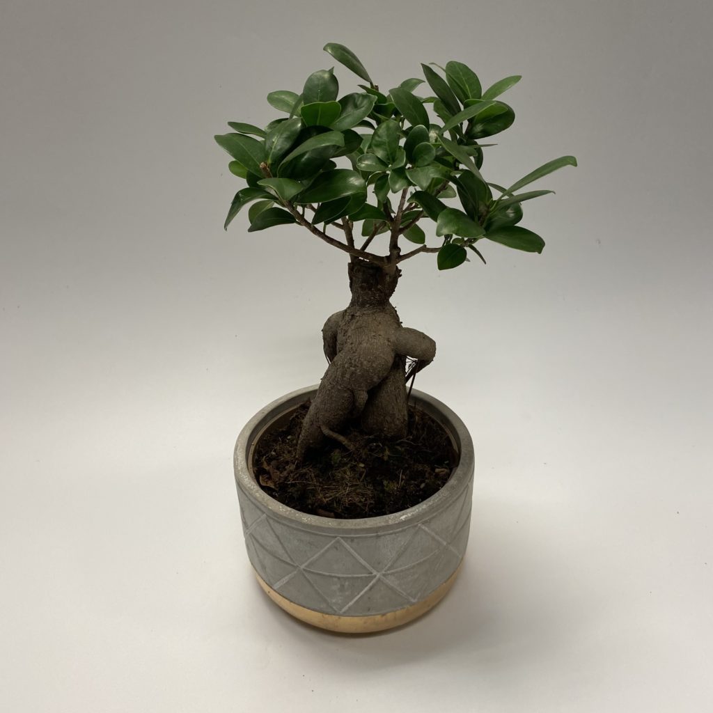 Bonsai Ceramic Planter The Brighton Flower Company