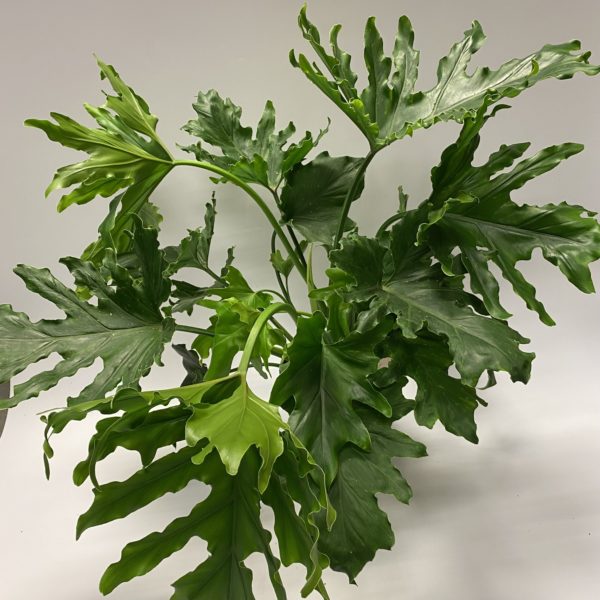 Philodendron - Image 2