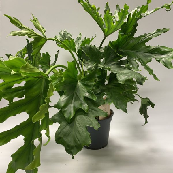 Philodendron
