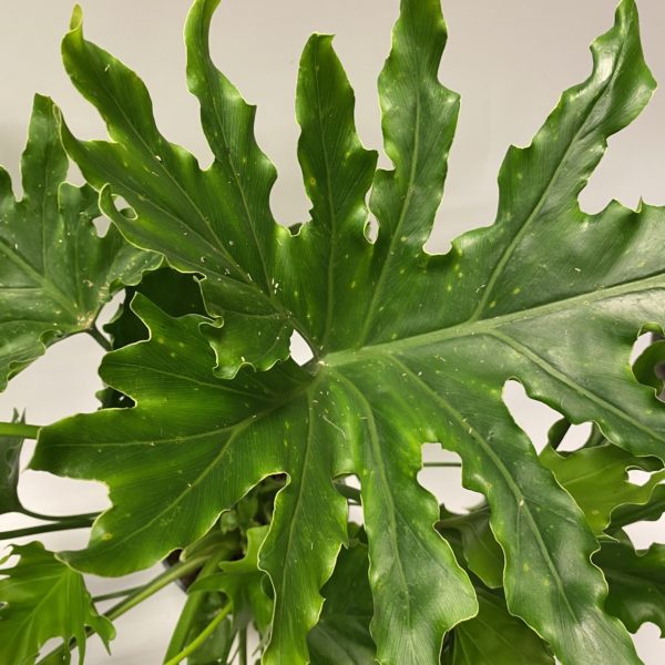 Philodendron - Image 3