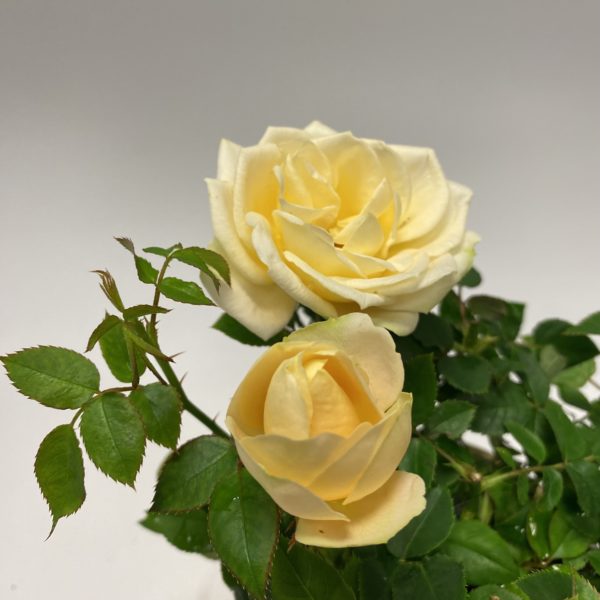 Rose Plant in Gold Pot - Image 3
