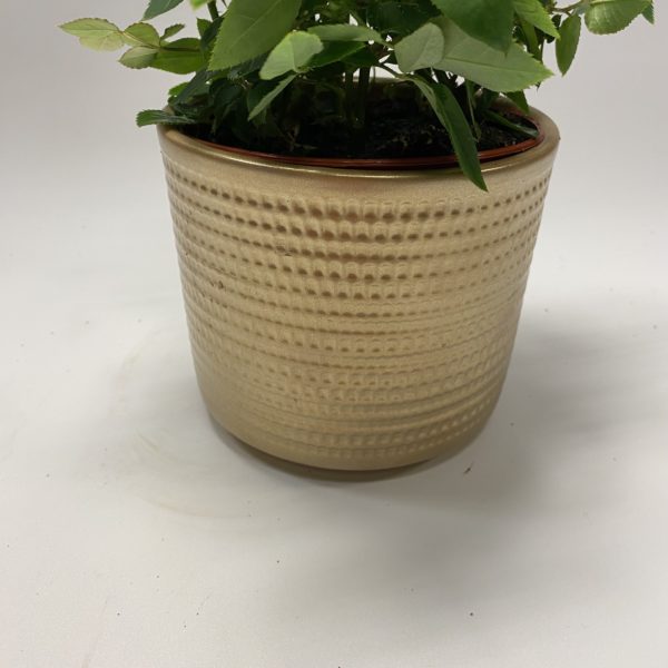 Rose Plant in Gold Pot - Image 4