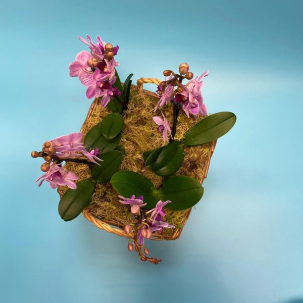 Pink Orchid planter - Image 2