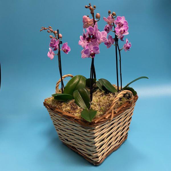 Pink Orchid planter