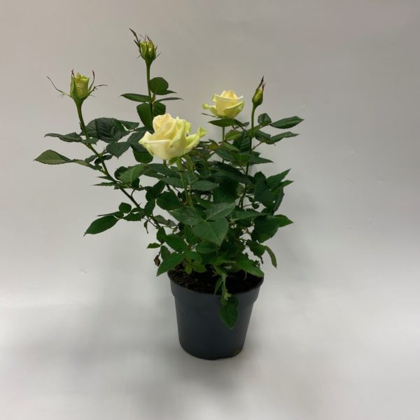 Potted Rose