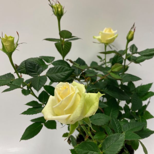Potted Rose - Image 2